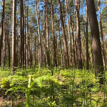 Haus An Der Bodden-lagune Mit Sauna Holiday home